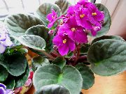 粉红色 花 非洲紫罗兰 (Saintpaulia) 室内植物 照片