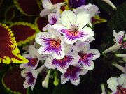 Стрептокарпус Квітка білий