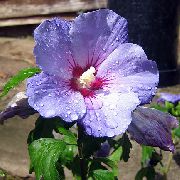 Hibiscus Blóm lilac