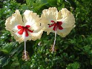 Hibiscus Bloem geel