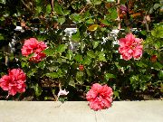 rosa Blomma Hibiskus (Hibiscus) Krukväxter foto