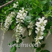 თეთრი ყვავილების გლიცინია (Wisteria) სახლი მცენარეთა ფოტო