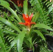 czerwony Kwiat Guzman (Guzmania) Rośliny domowe zdjęcie