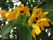 dzeltens Zieds Dendrobium Orhideja  Telpaugi foto