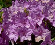 Azaleas, Pinxterbloom ყვავილების იასამნისფერი