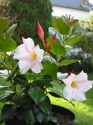 Dipladenia, Mandevilla ყვავილების თეთრი
