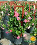粉红色 花 Dipladenia，mandevilla  室内植物 照片