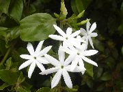 fehér Virág Jázmin (Jasminum) Szobanövények fénykép