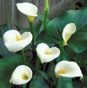 Arum Zambak çiçek beyaz