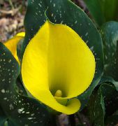 amarillo Flor Arum Lily (Zantedeschia) Plantas de interior foto