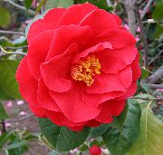 црвен Цвет Камелија (Camellia) Кућа Биљке фотографија
