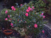 roze Cvijet Kamelija (Camellia) Biljka u Saksiji foto