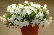 თეთრი ყვავილების ზანზალაკები, მაჩიტა (campanula) სახლი მცენარეთა ფოტო