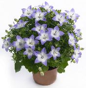 Campanula, Bellflower Flor luz azul