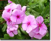 Μαδαγασκάρη Μυρτιά, Βίνκα λουλούδι ροζ