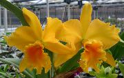 gul Blomma Cattleyaorchid  Krukväxter foto