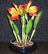 oranssi Kukka Cattleya Orkidea  Huonekasvit kuva