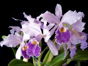 Cattleyaorchidee Bloem lila