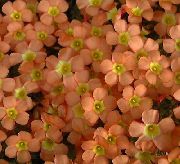 orange Blume Sauerklee (Oxalis) Zimmerpflanzen foto