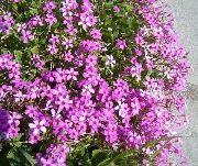 рожевий Квітка Кислиця (Oxalis) Кімнатні рослини фото