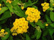 žuti Cvijet Lantana  Biljka u Saksiji foto