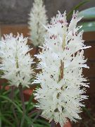 Cape Kankalin Virág fehér