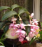 粉红色 花 华丽Melastome (Medinilla) 室内植物 照片