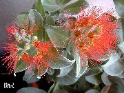 红 圣诞树，圣诞红花 (Metrosideros) 室内植物 照片