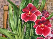 червоний Квітка Мільтонія (Miltonia) Кімнатні рослини фото