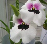 Miltonia Cvijet bijela