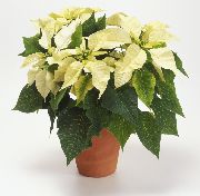 комнатные цветы Пуансеттия прекрасная  Пуансеттия (пуансетия) прекрасная — Poinsettia pulcherrima или Mолочай красивейший — Euphorbia pulcherrima 