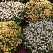 blanc Fleur Usine De Perles (nertera) Plantes d'intérieur photo