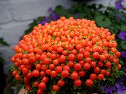 červená Květina Korálek Rostlina (nertera)  fotografie