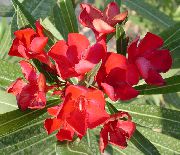 Ruža Uvala, Oleander Cvijet crvena
