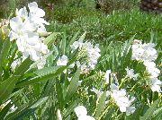 alb Floare Rose Bay, Oleandru (Nerium oleander) Oală Planta fotografie
