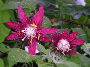 claret Bláth Paisean (Passiflora) Phlandaí tí grianghraf