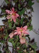 rosa Passionsblomma (Passiflora) Krukväxter foto