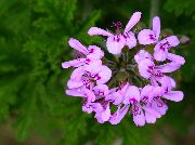orgován Kvetina Pelargónie (Pelargonium) Izbové Rastliny fotografie
