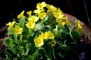 Prímula, Auricula Flor amarillo