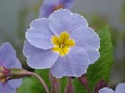Primula, Auricula žiedas šviesiai mėlynas