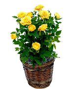 Roza Kwiat żółty