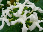 бял Цвете Tabernaemontana, Банан Буш  Стайни растения снимка