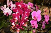 Phalaenopsis Bloem roze