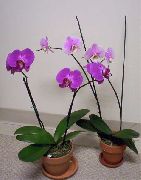 Phalaenopsis Bláth lilac