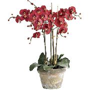 roșu Floare Phalaenopsis  Oală Planta fotografie