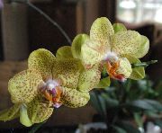 Phalaenopsis Bloem geel