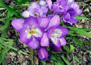 Freesia Flower lilac