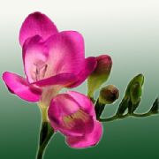 rožinis žiedas Frezija (Freesia) Kambariniai augalai nuotrauka