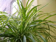 зелена Паук Биљка (Chlorophytum)  фотографија