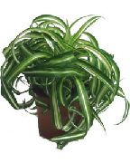 brokig Spindel Växt (Chlorophytum)  foto